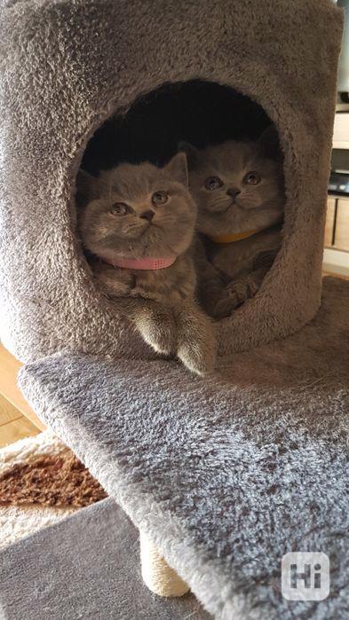 Koťata britských krátkosrstých koček k adopci - foto 1
