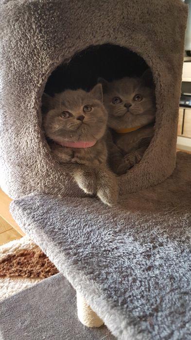 Koťata britských krátkosrstých koček k adopci - foto 1