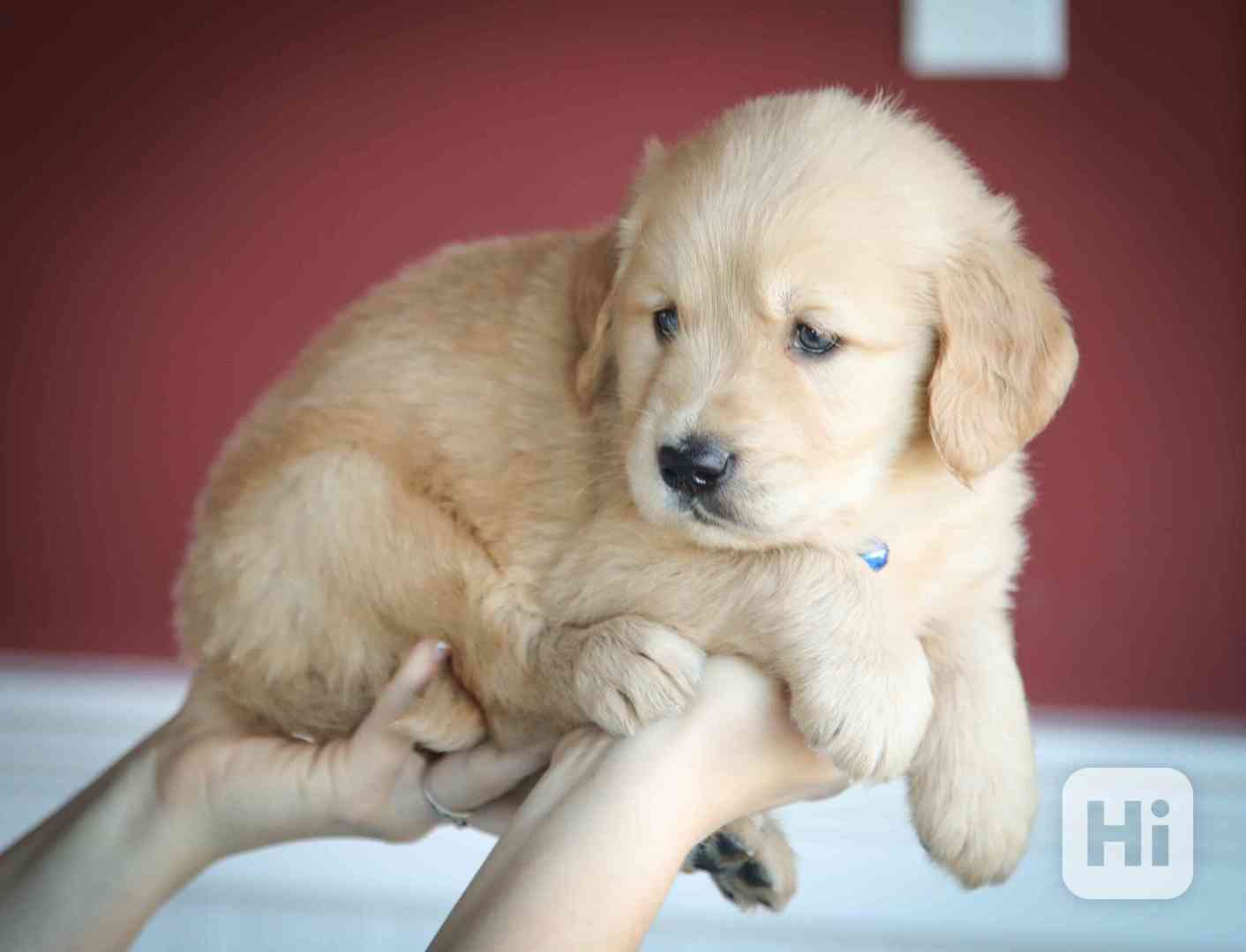 štěňata zlatého retrívra k adopci - foto 1