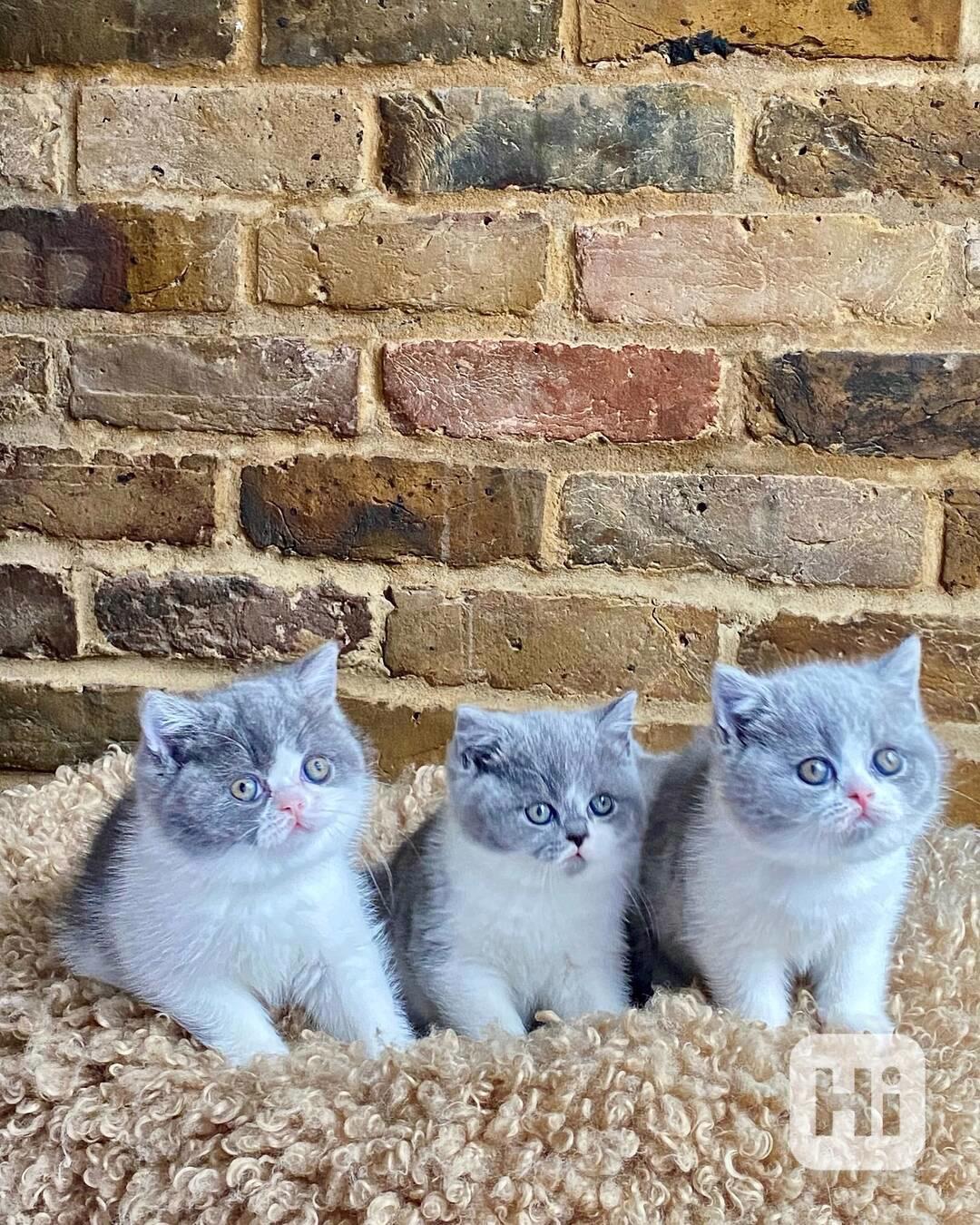 Britská krátkosrstá koťátka - foto 1