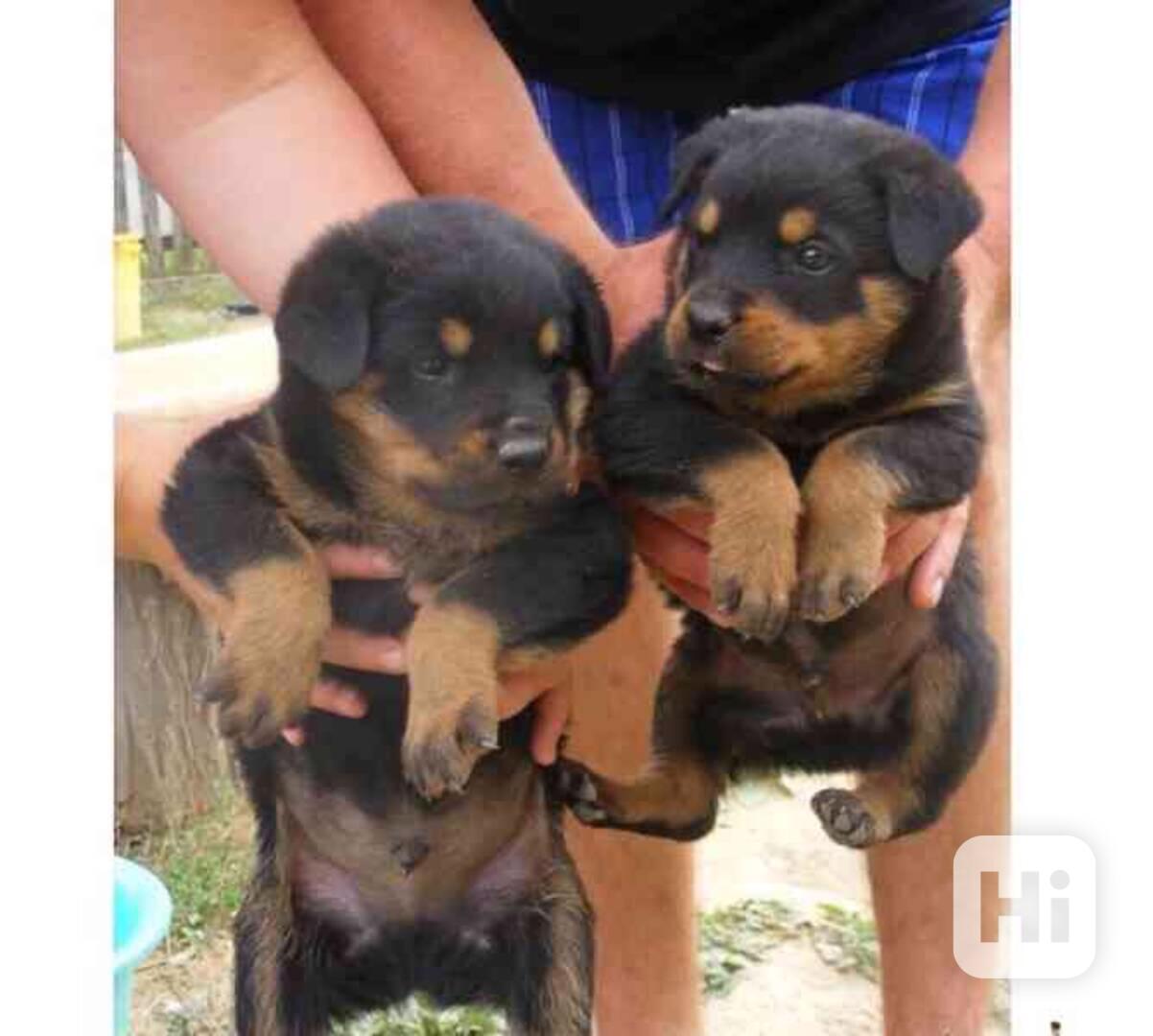 štěňata rotvajlera k adopci - foto 1
