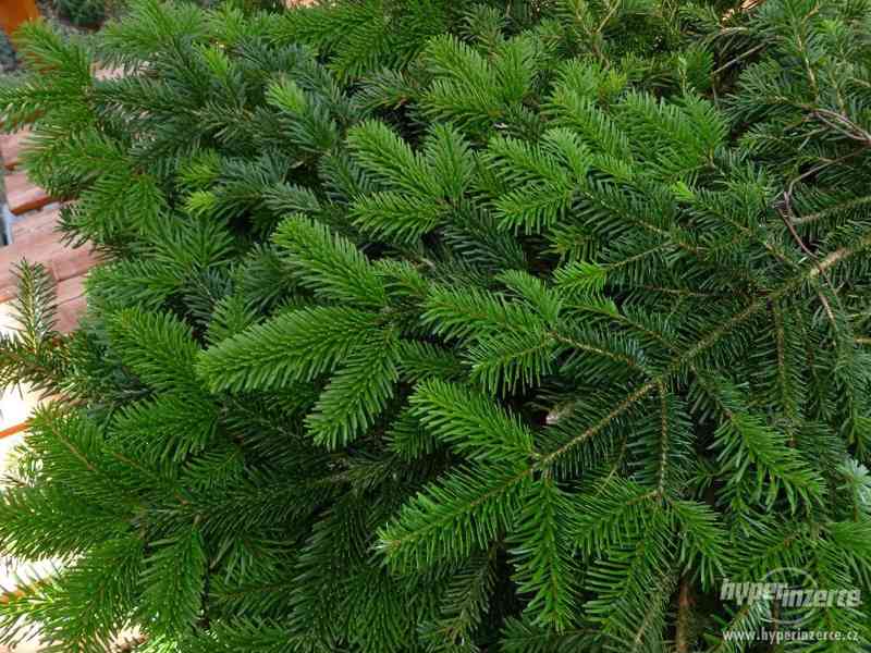 Jedlová chvoj - samoobslužný prodej - foto 2