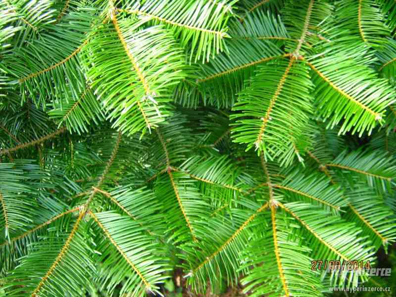 Jedlová chvoj - samoobslužný prodej - foto 3