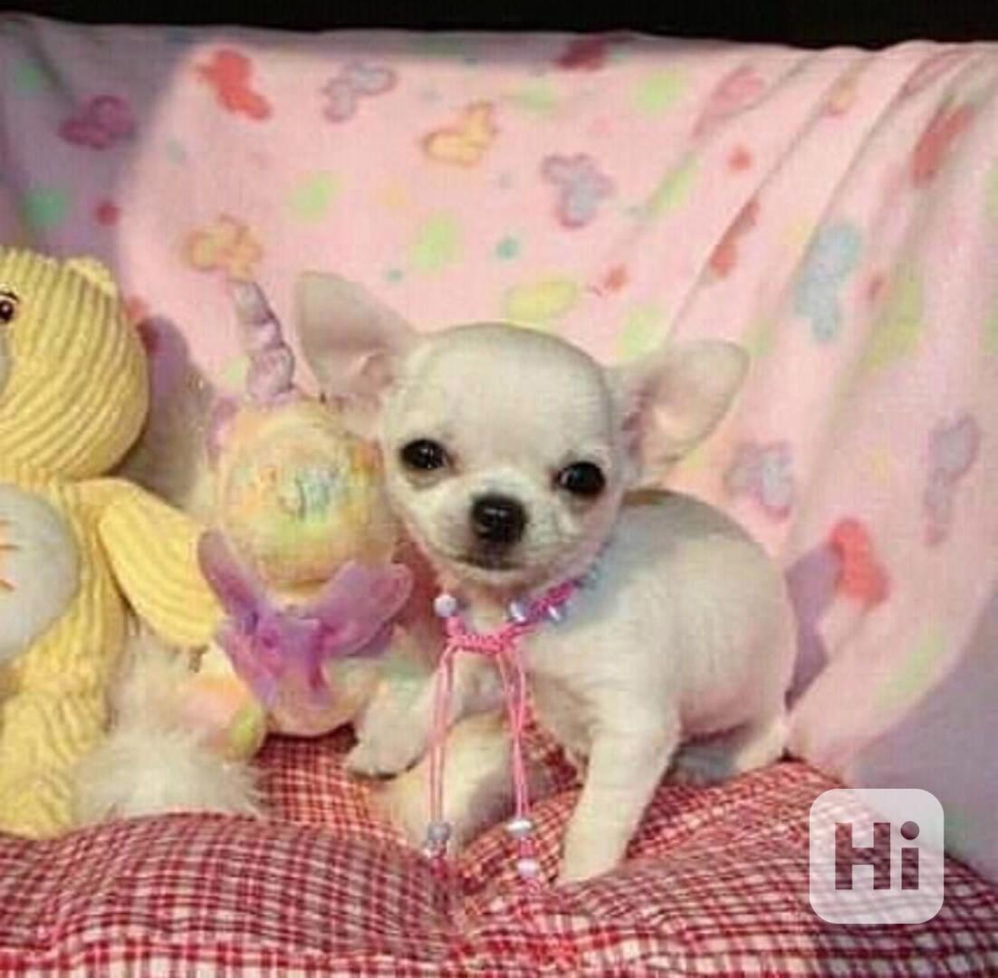 Civavy-mini princezny💕volná-ihned k odběru  - foto 1