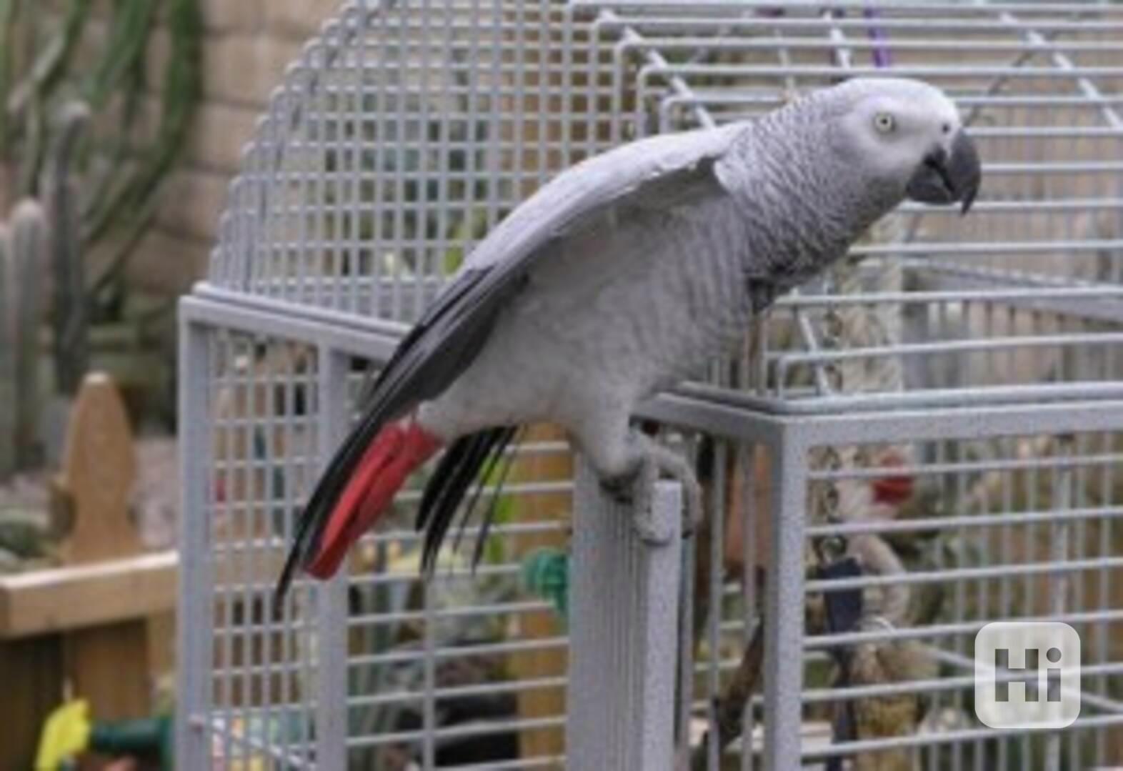 Dobře vycvičení papoušci šedí Kongo nyní k dispozici - foto 1