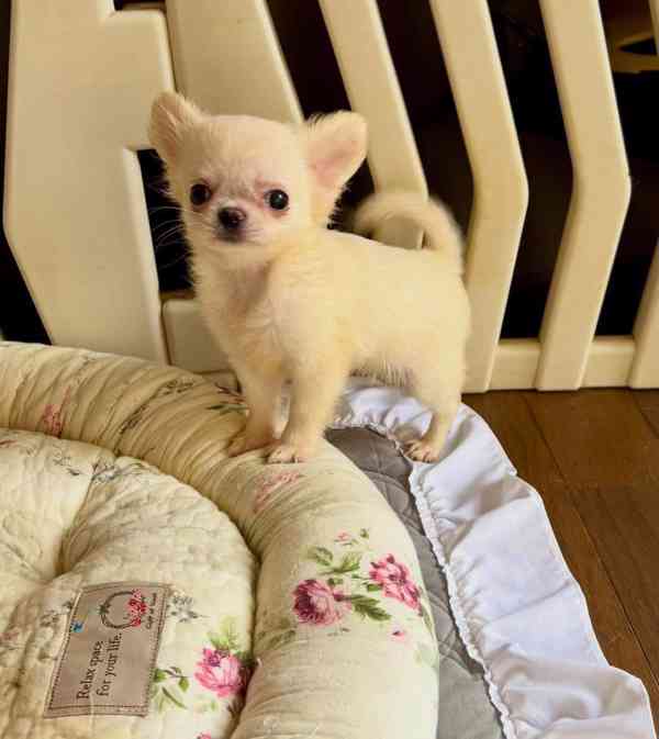 Štěňata čivavy Pp - foto 2