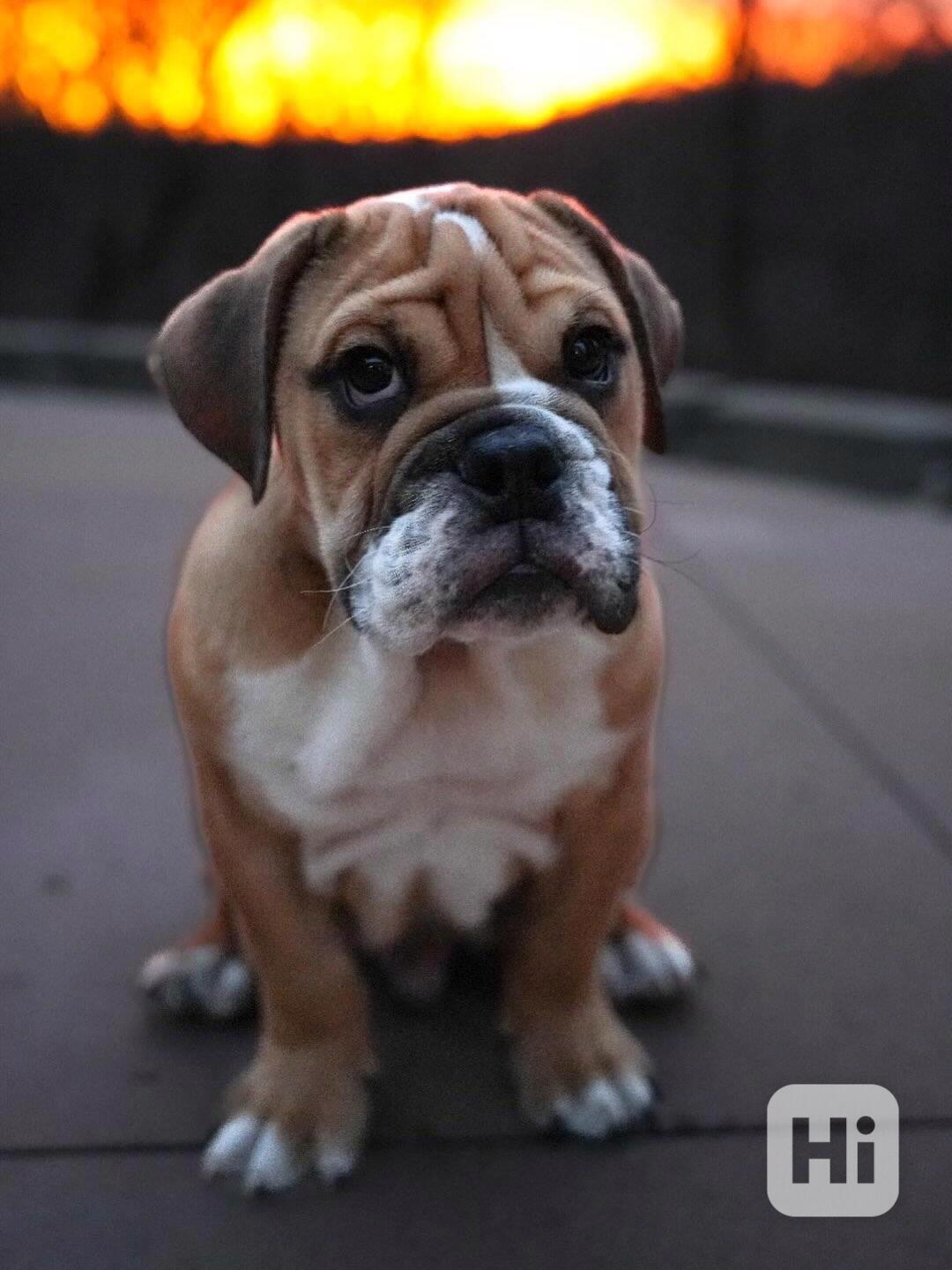 Anglický buldok k adopci/prodej - foto 1