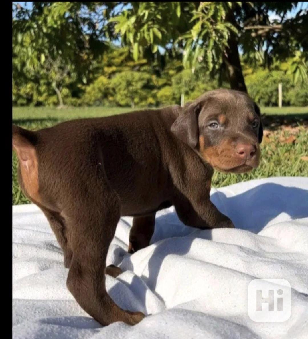 Štěňata dobermana hledají domov. - foto 1