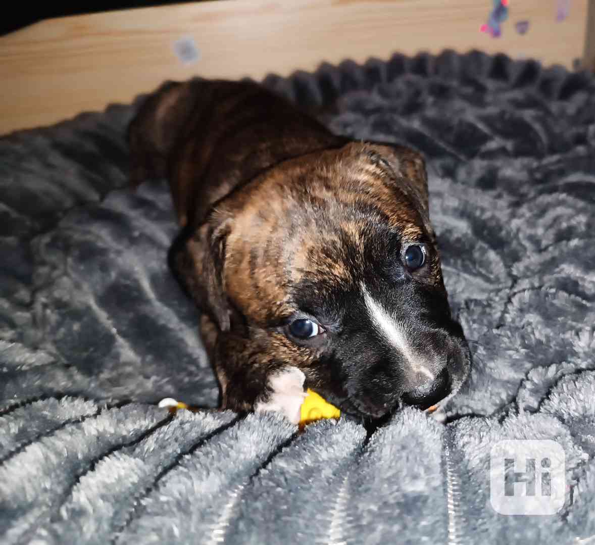 Štěňátka Amerického pitbull teriéra  - foto 1