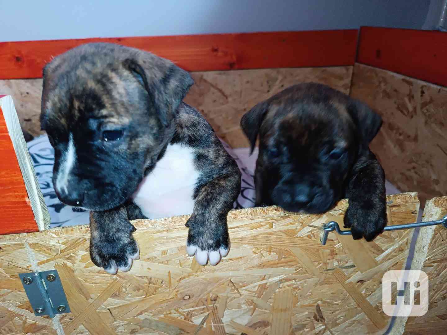 Štěňátka Apbt  - foto 1