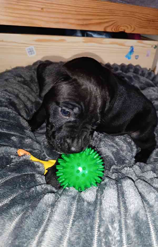 Štěňátka Amerického pitbull teriéra  - foto 2