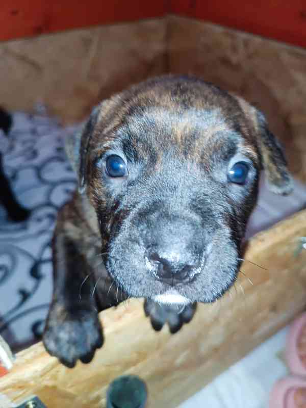 Štěňátka Apbt  - foto 4