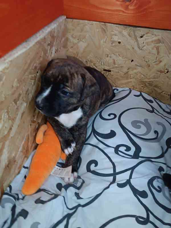 Štěňátka Apbt  - foto 5