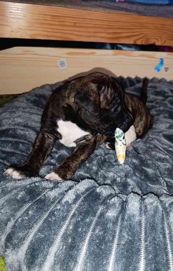 Štěňátka Amerického pitbull teriéra  - foto 4