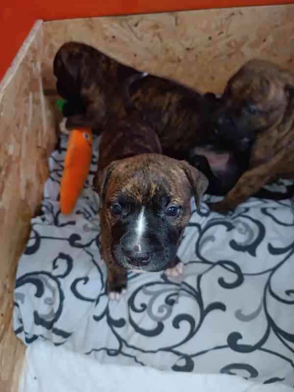 Štěňátka Apbt  - foto 3