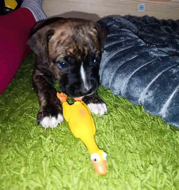 Štěňátka Amerického pitbull teriéra  - foto 5