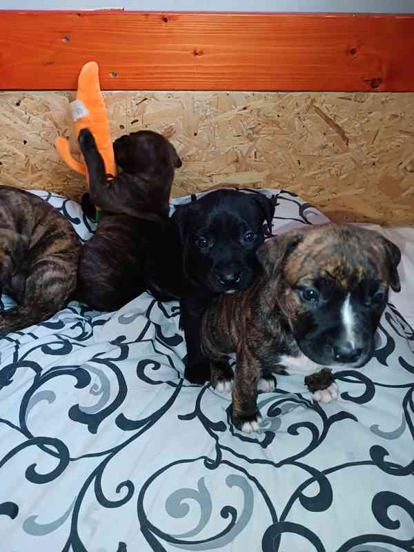 Štěňátka Apbt  - foto 2