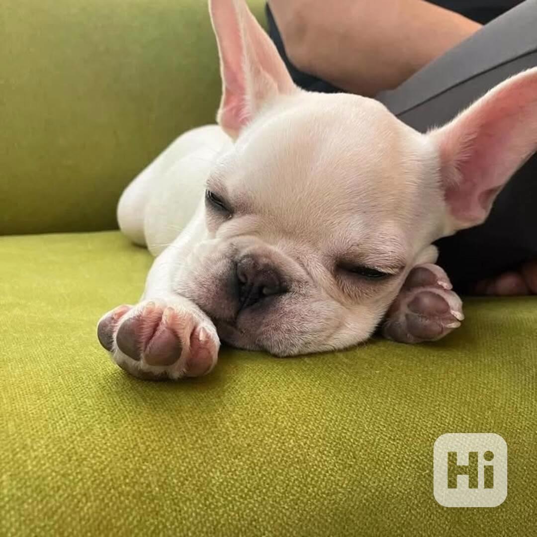 Štěňata francouzského buldočka - foto 1