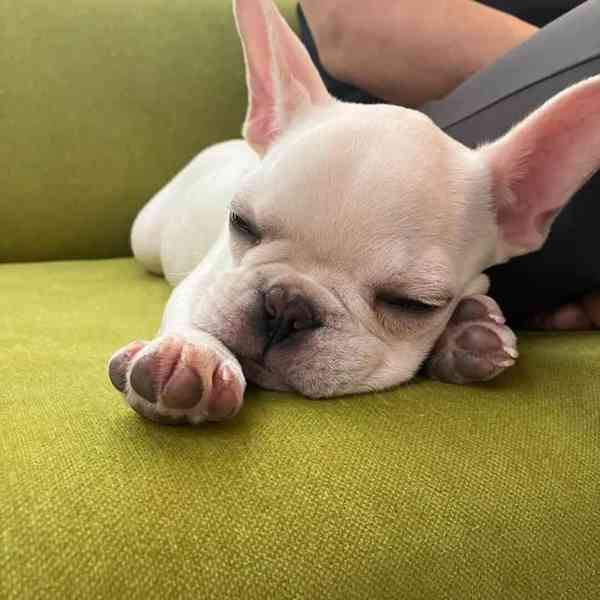 Štěňata francouzského buldočka - foto 1