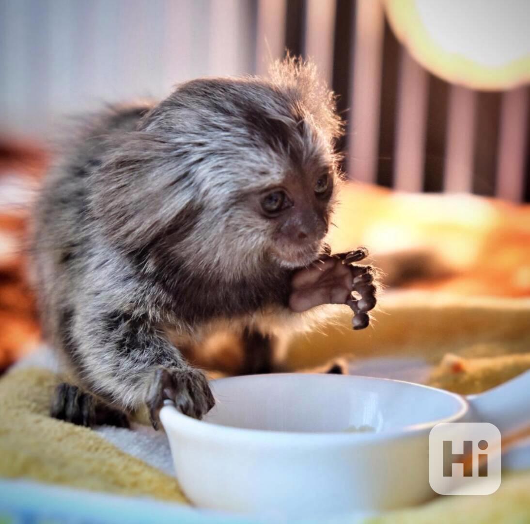 2 roztomilé opice kosmani k adopci - foto 1