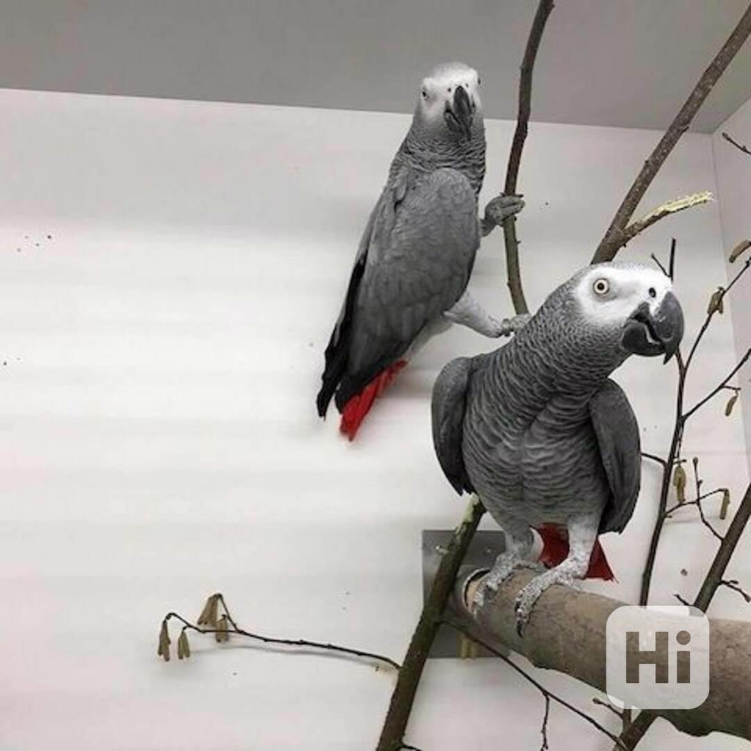 Papoušek šedý - foto 1