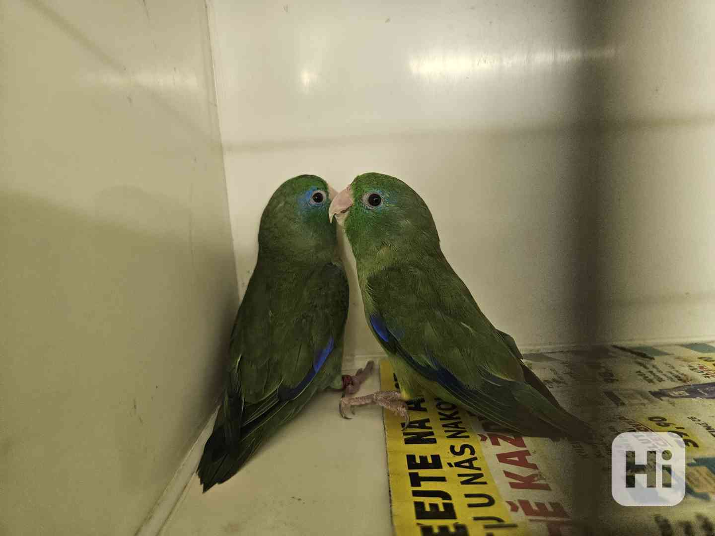 Papoušíček brýlatý  - foto 1