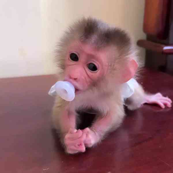 🐒🌟 Vynikající kapucínské opice k adopci!