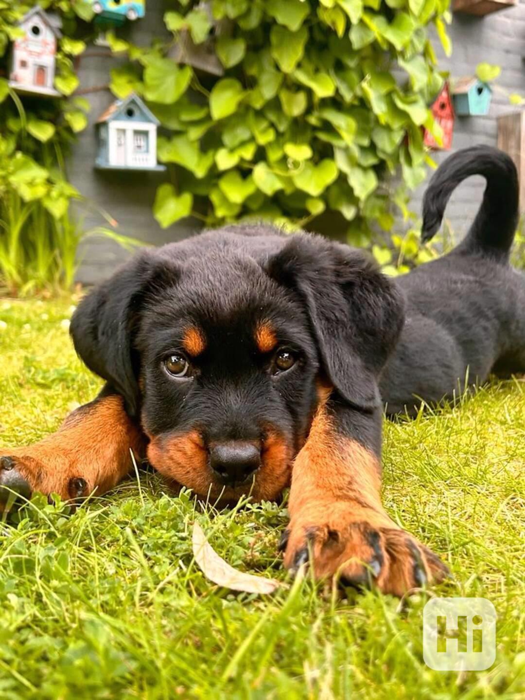 Štěňata rotvajlera - foto 1