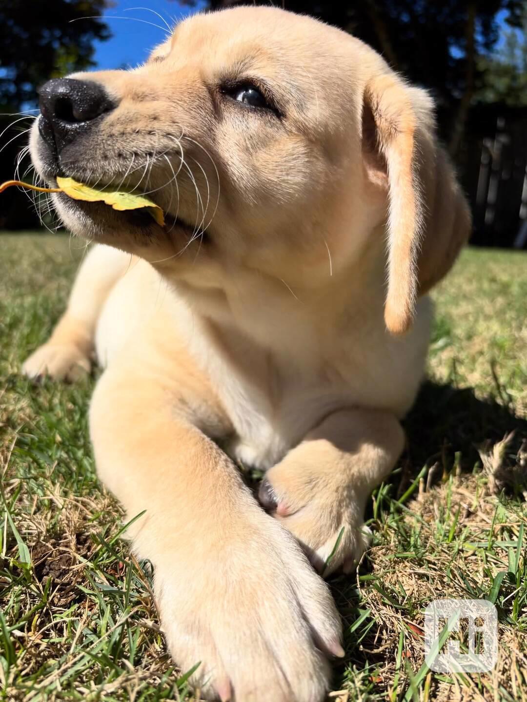 Rozkošná štěňata labradorského retrívra - foto 1