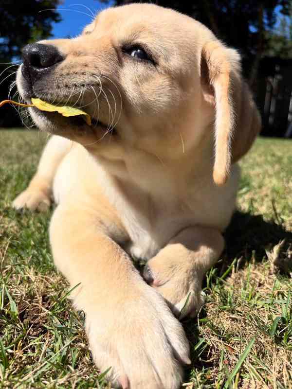 Rozkošná štěňata labradorského retrívra