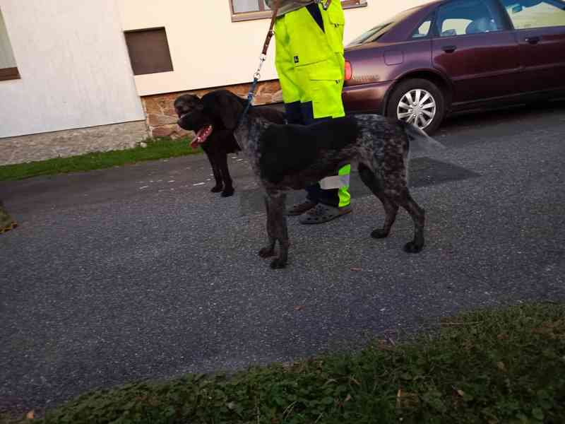 Německý drátosrstý ohař - foto 3