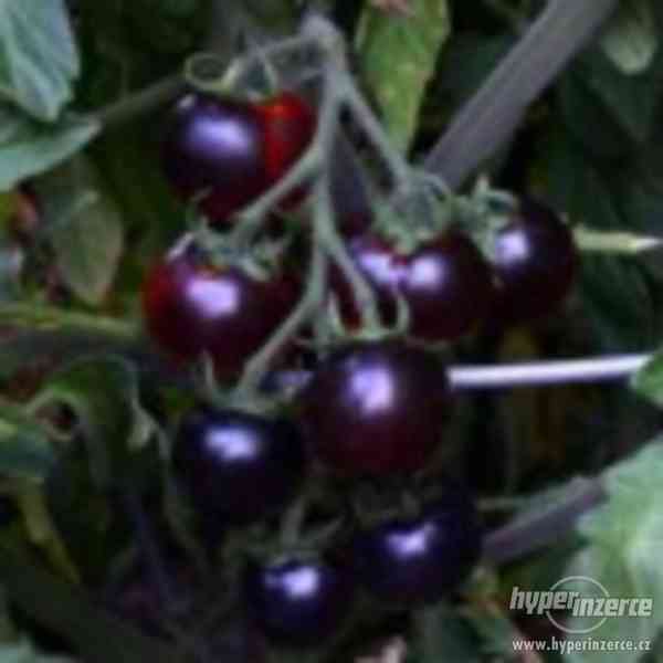 Rajče Claclamas Blueberry - semena 18,- Kč - foto 1
