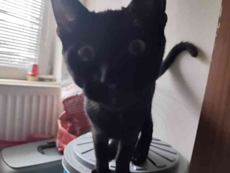 Speciální halloweenská nabidka koťat - foto 3