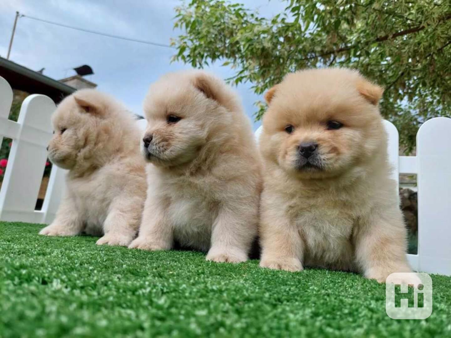 Štěňata plemene chow chow s pp - foto 1