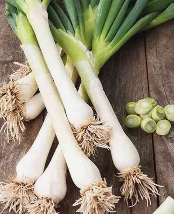 Cibule Kroll - semena