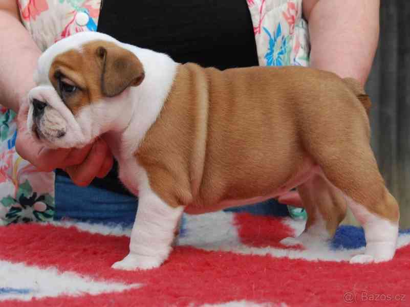 Anglický buldok s PP - foto 3