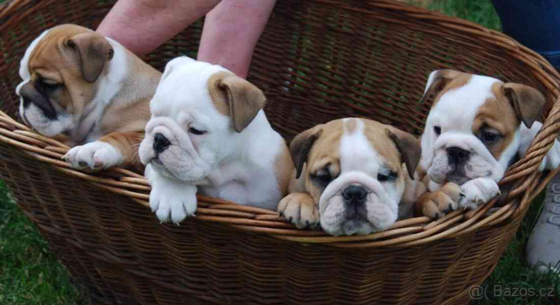 Anglický buldok s PP - foto 1