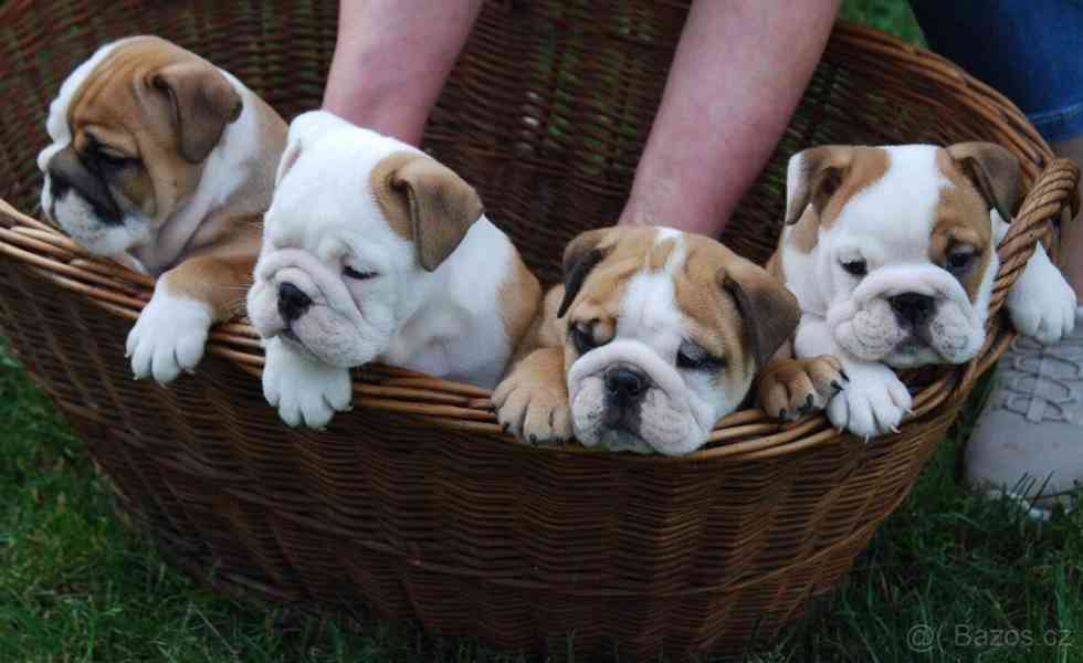 Anglický buldok s PP - foto 4