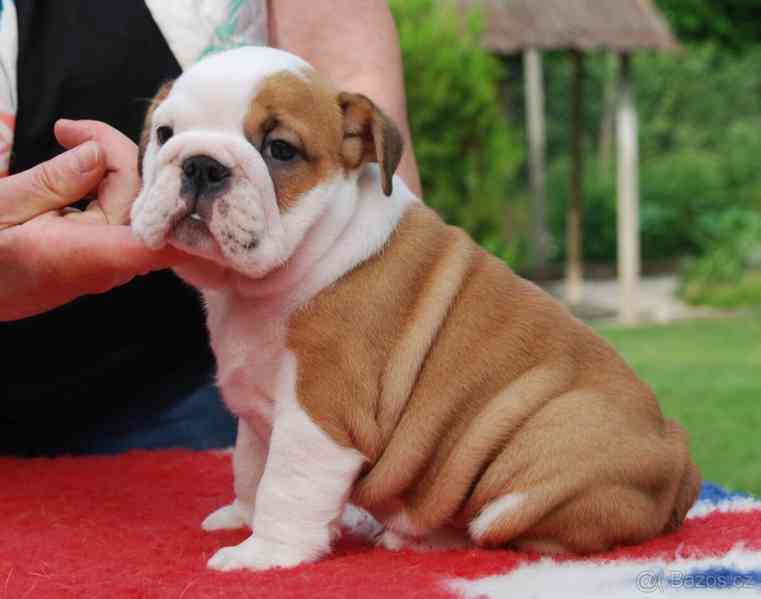 Anglický buldok s PP - foto 2