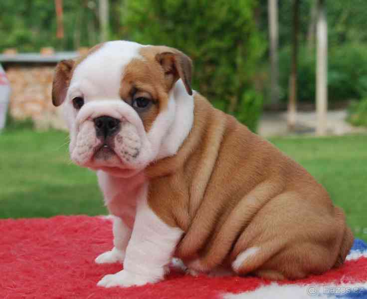 Anglický buldok s PP - foto 6