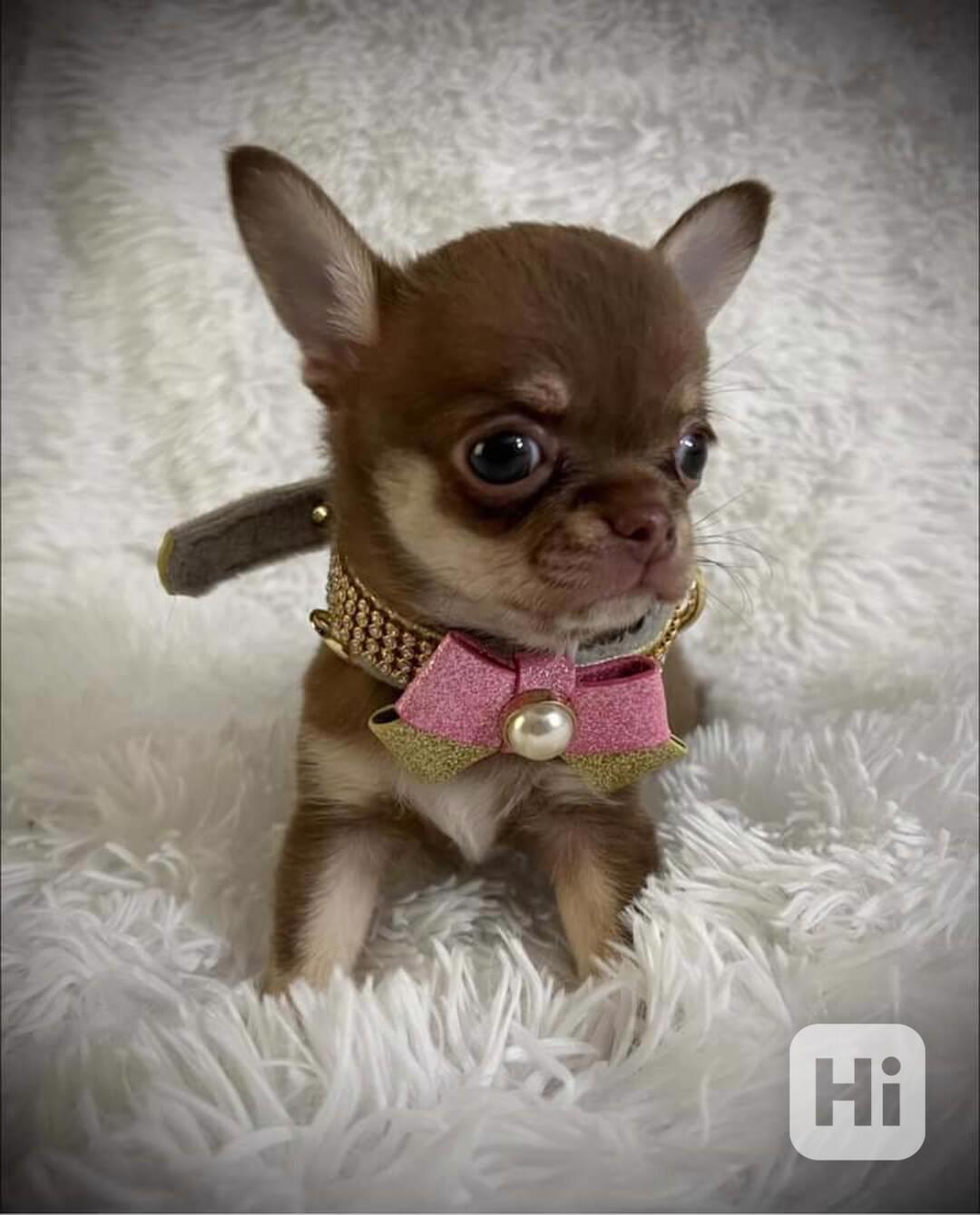 Čivava k adopci zdarma - foto 1