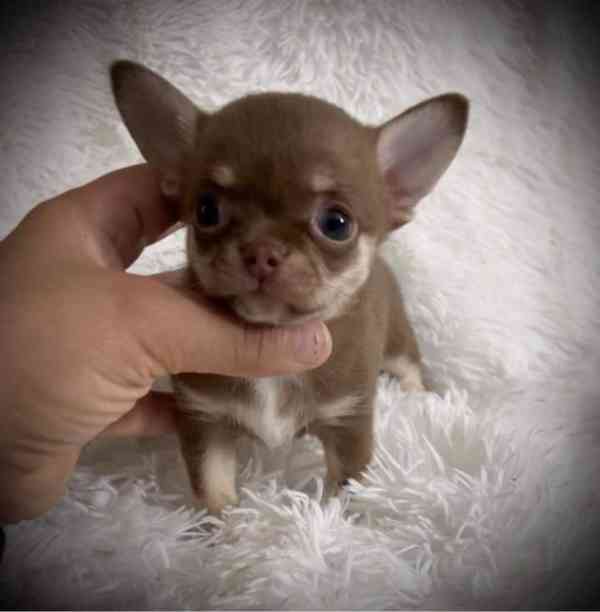 Čivava k adopci zdarma - foto 2