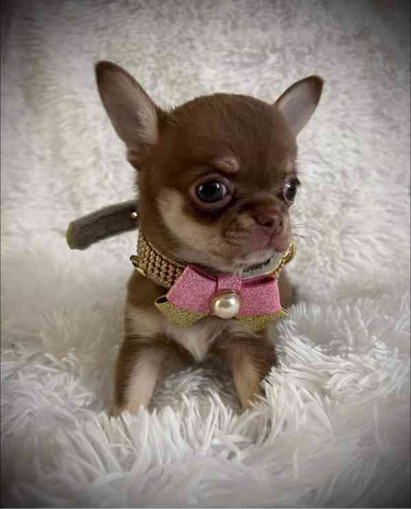 Čivava k adopci zdarma