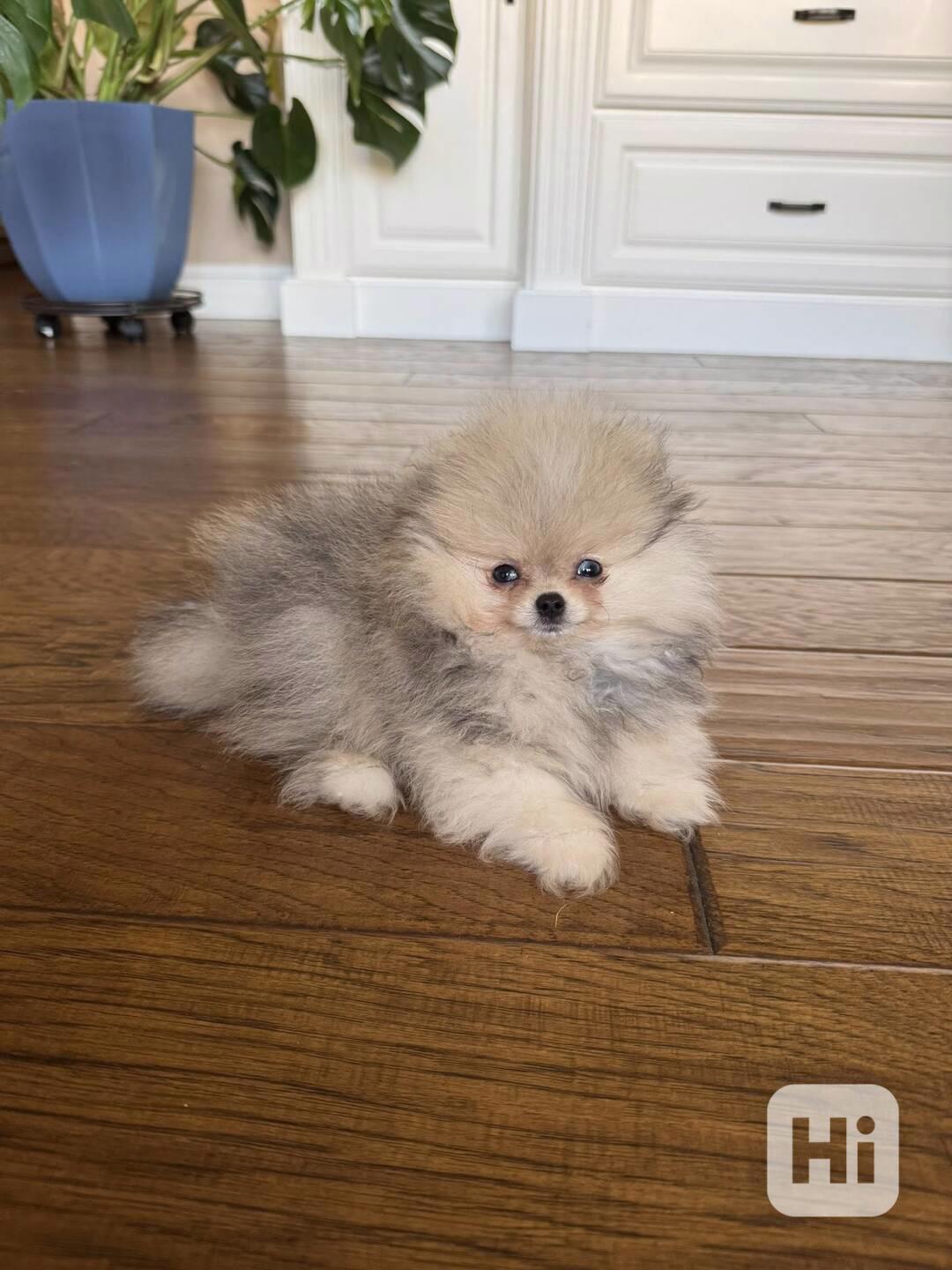 Štěňátka Německý špic trpasličí (Pomeranian) s PP - foto 1