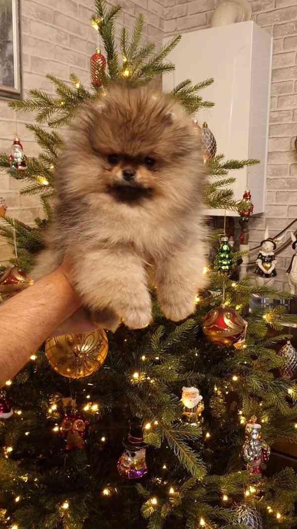 Štěňátka Německý špic trpasličí (Pomeranian) s PP - foto 4