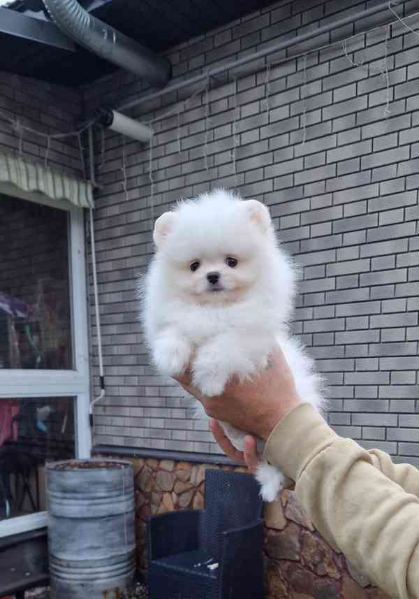 Štěňátka Německý špic trpasličí (Pomeranian) s PP - foto 3