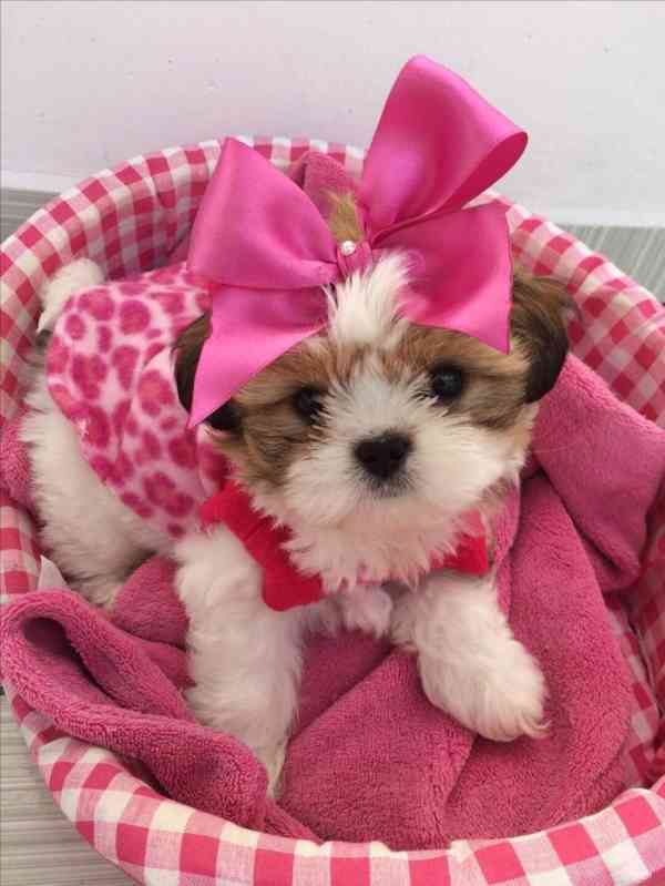 Dárek štěňátka shih tzu k adopci zdarma   - foto 1