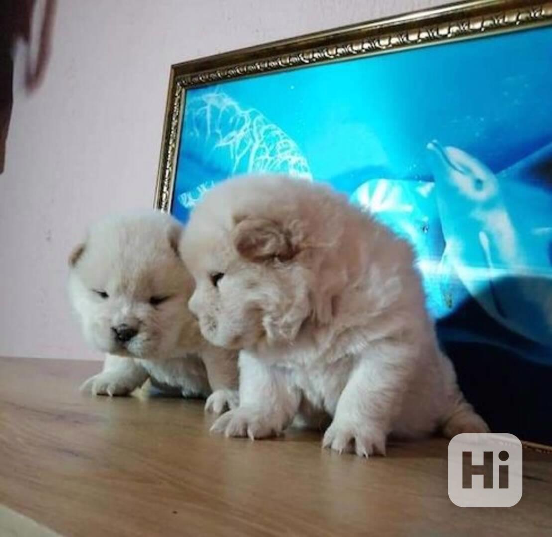 Štěňata chow chow - foto 1