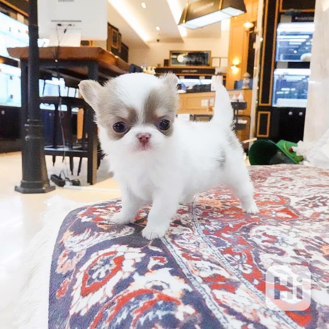 Štěňata čivavy - foto 1