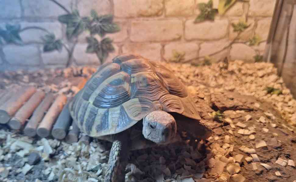 Želva zelenavá, samec 5 let - foto 3